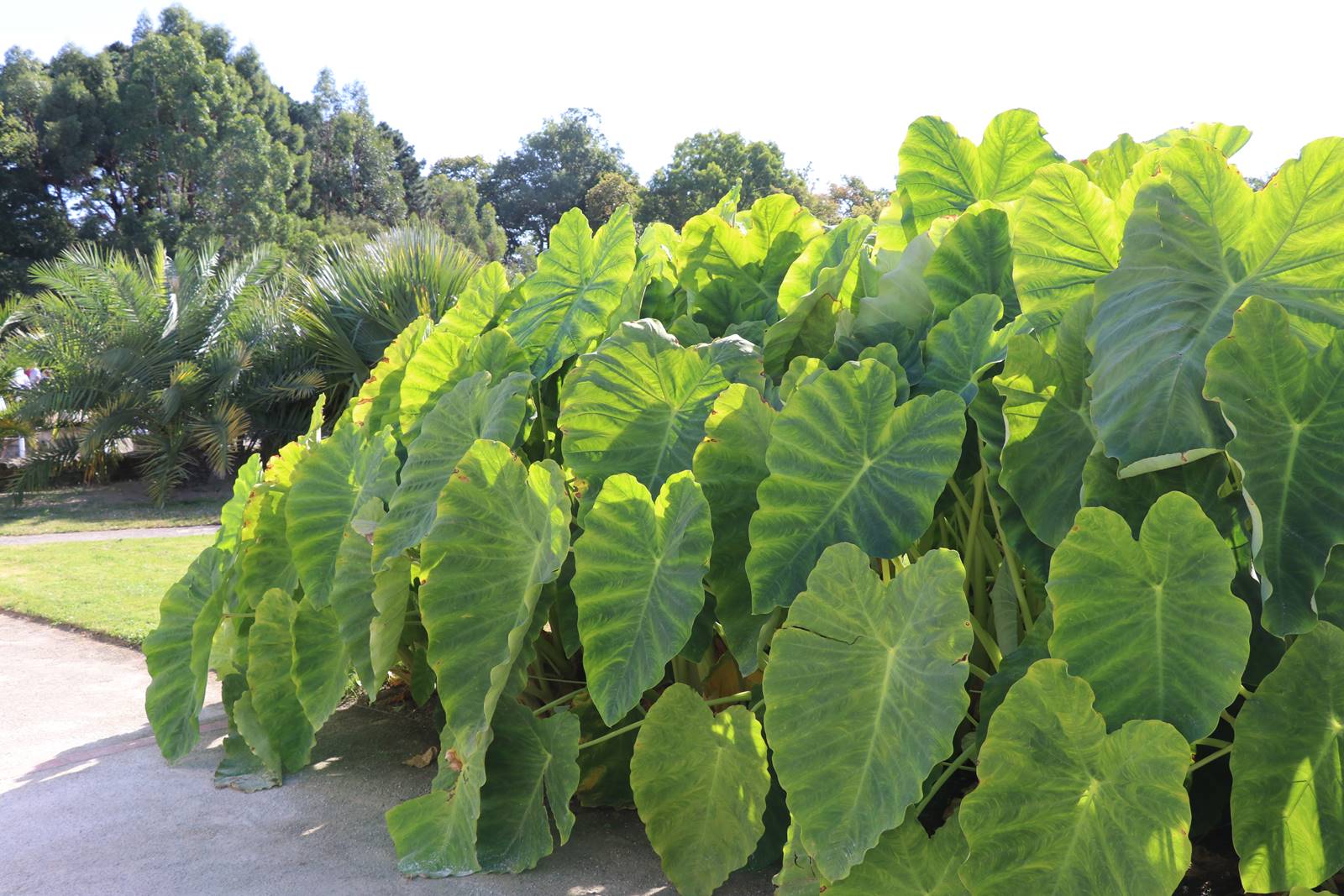Fête des plantes Nantes (12)