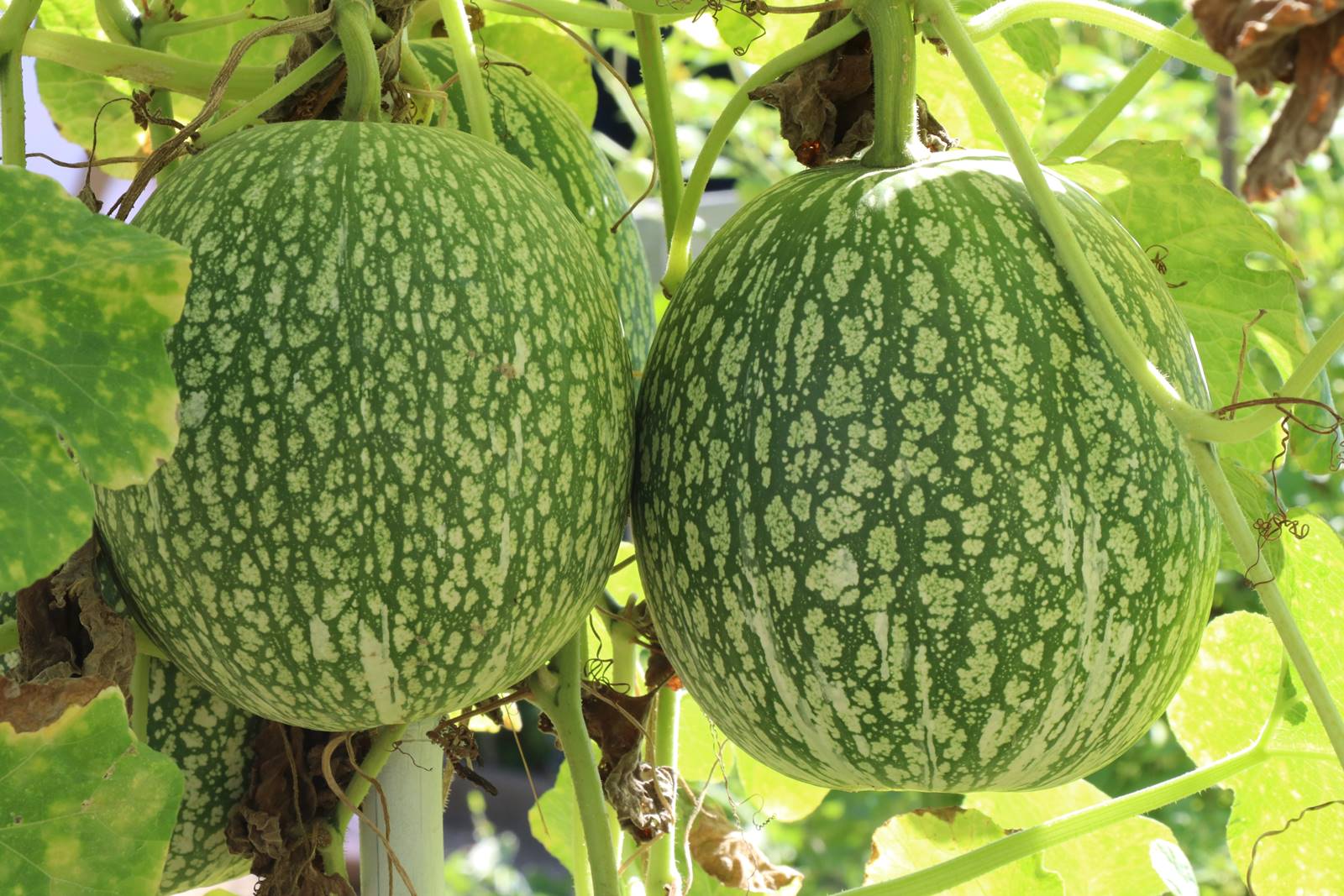 Fête des plantes Nantes (16)