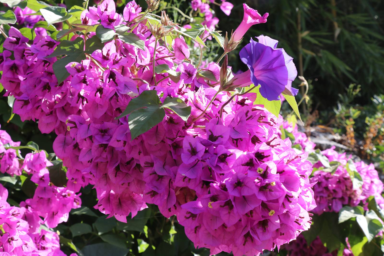 Fête des plantes Nantes (18)