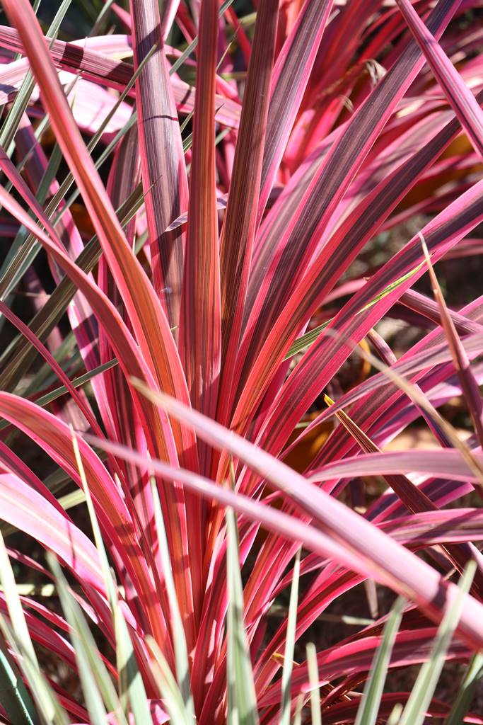 Fête des plantes Nantes (21)