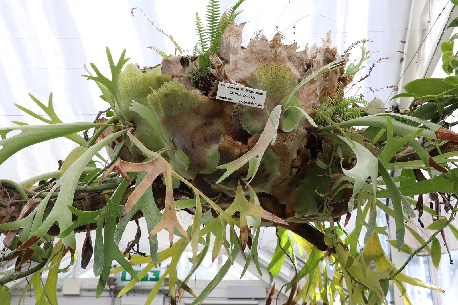 Fête des plantes Nantes (31)