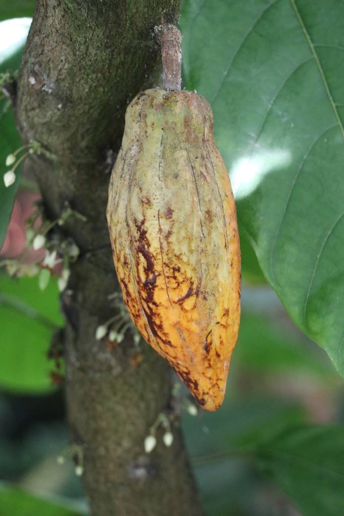 Fête des plantes Nantes (33)