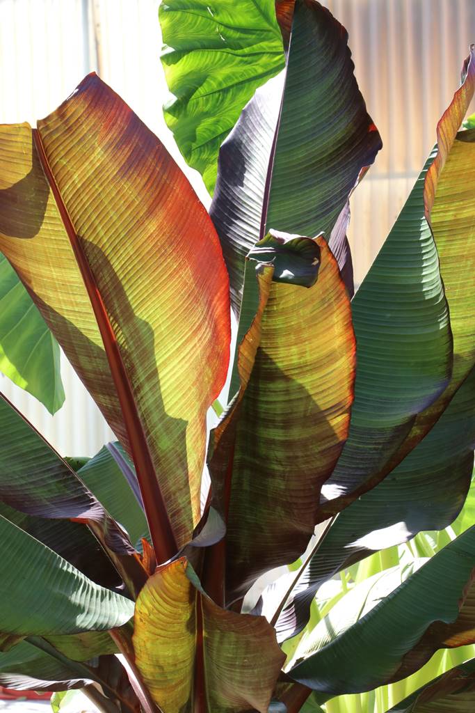 Fête des plantes Nantes (43)