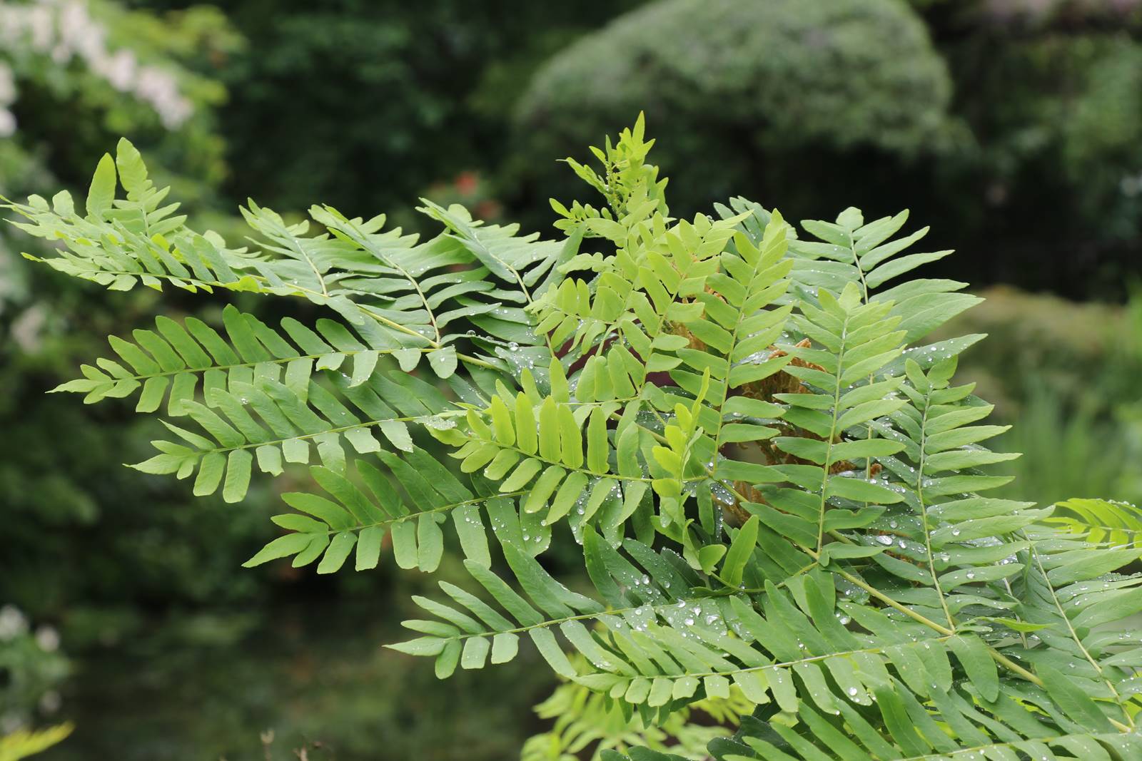 Jardin Petit Bordeaux (10)