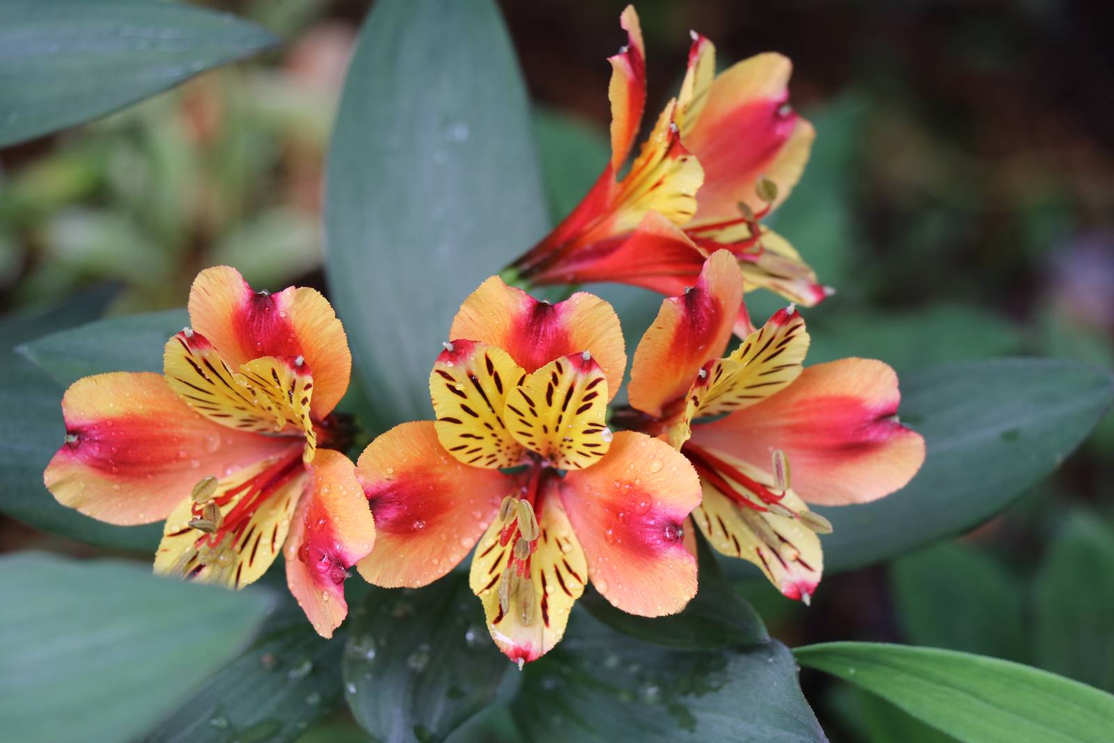 Jardin Petit Bordeaux (12)