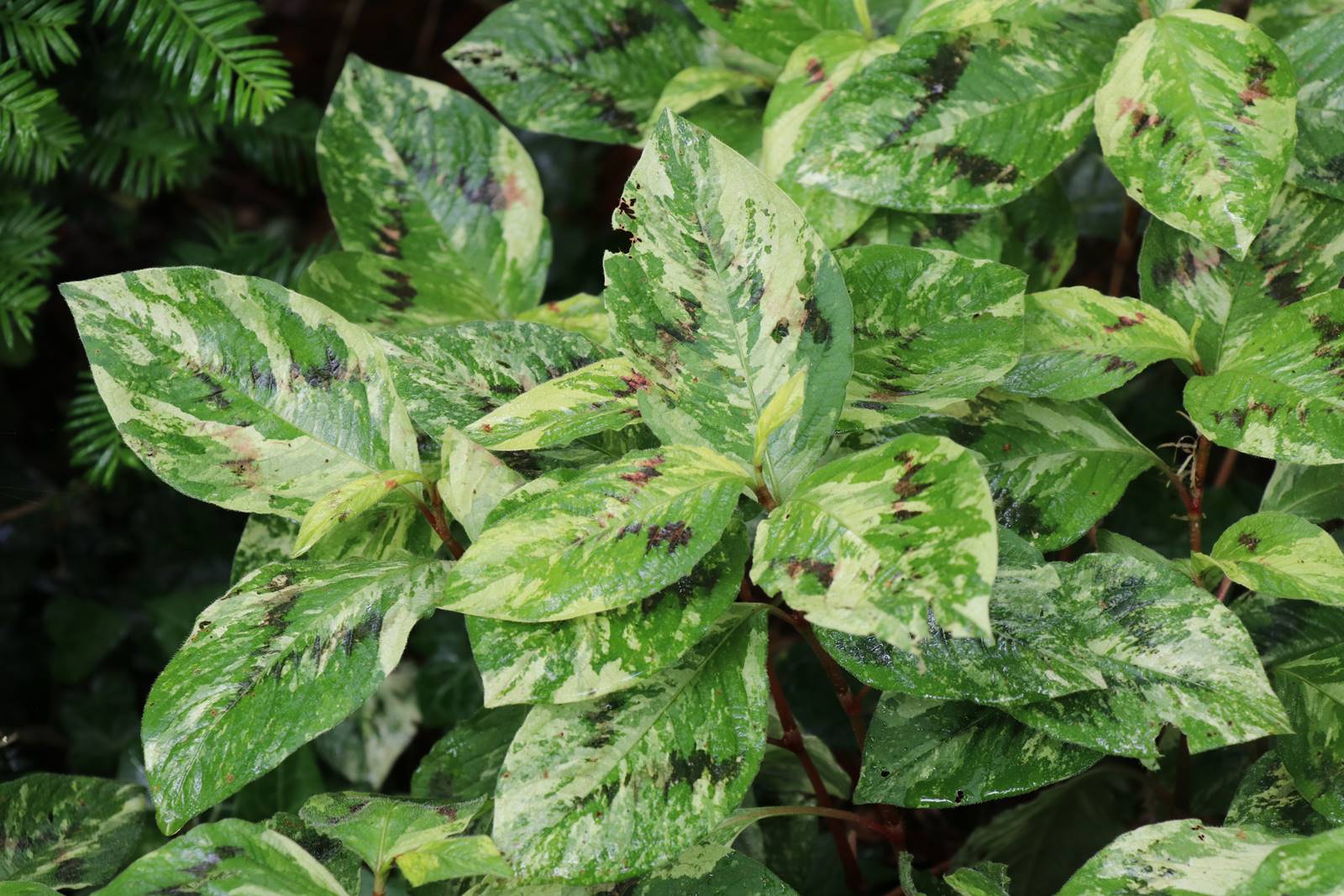 Jardin Petit Bordeaux (13)