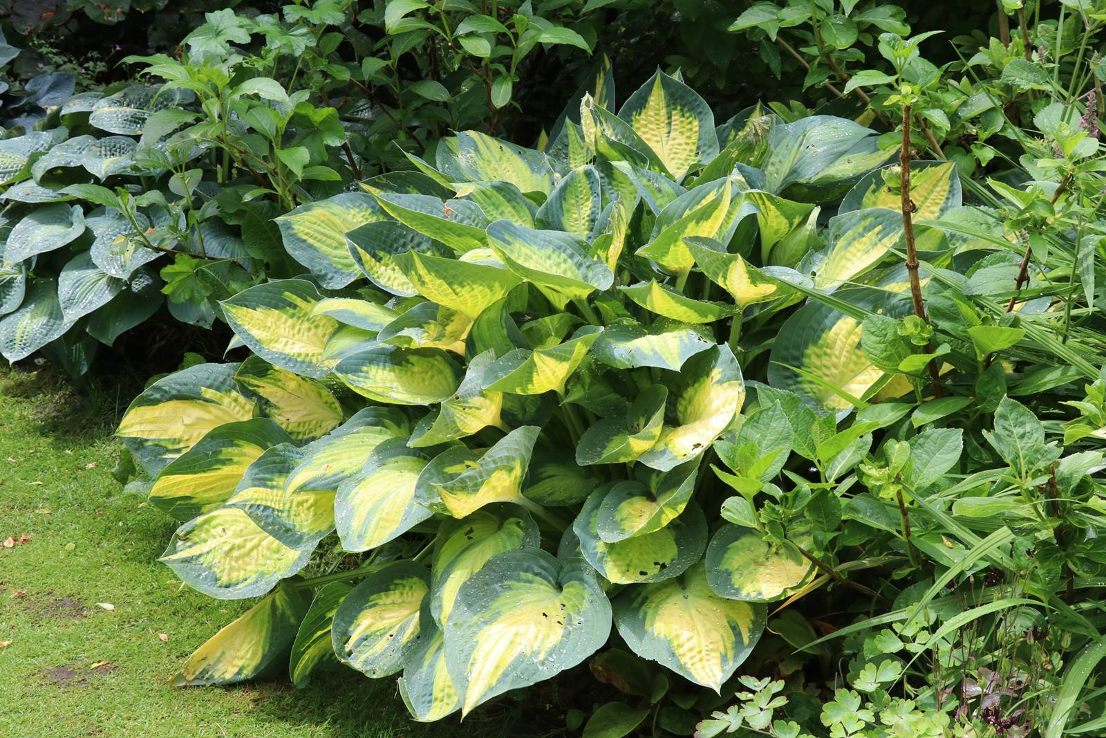 Jardin Petit Bordeaux (18)