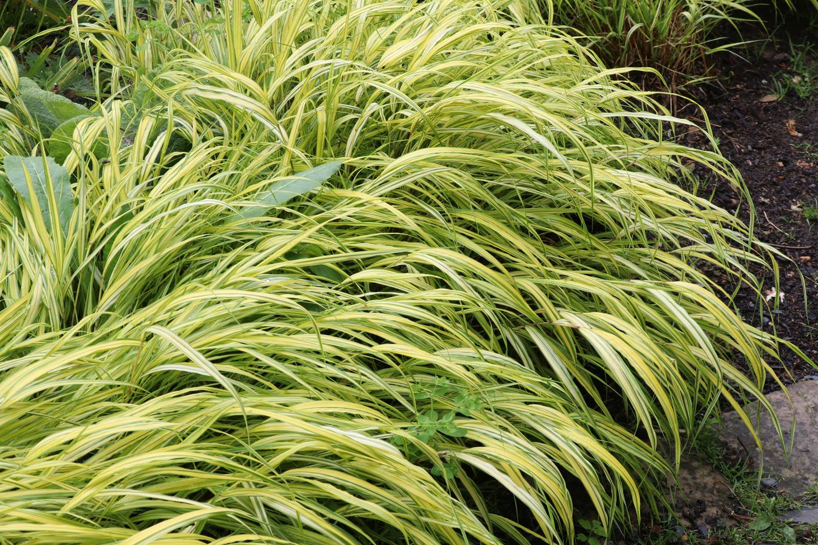 Jardin Petit Bordeaux (21)