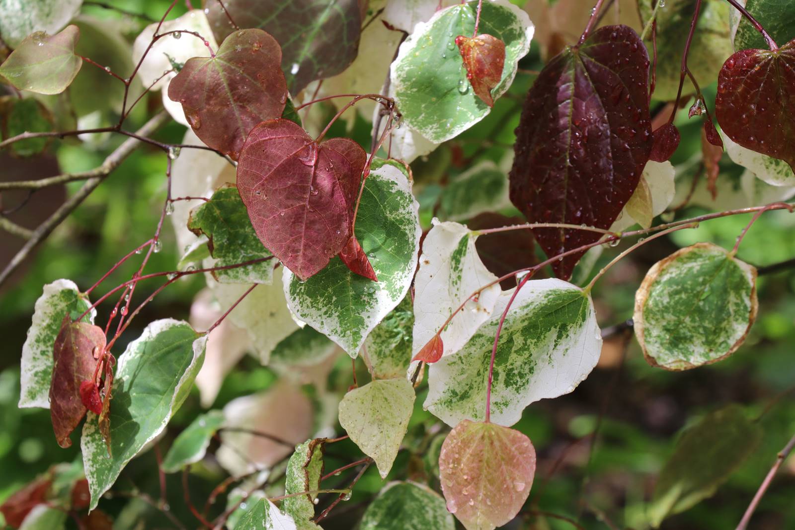 Jardin Petit Bordeaux (25)