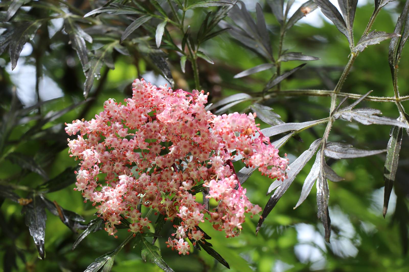 Jardin Petit Bordeaux (26)