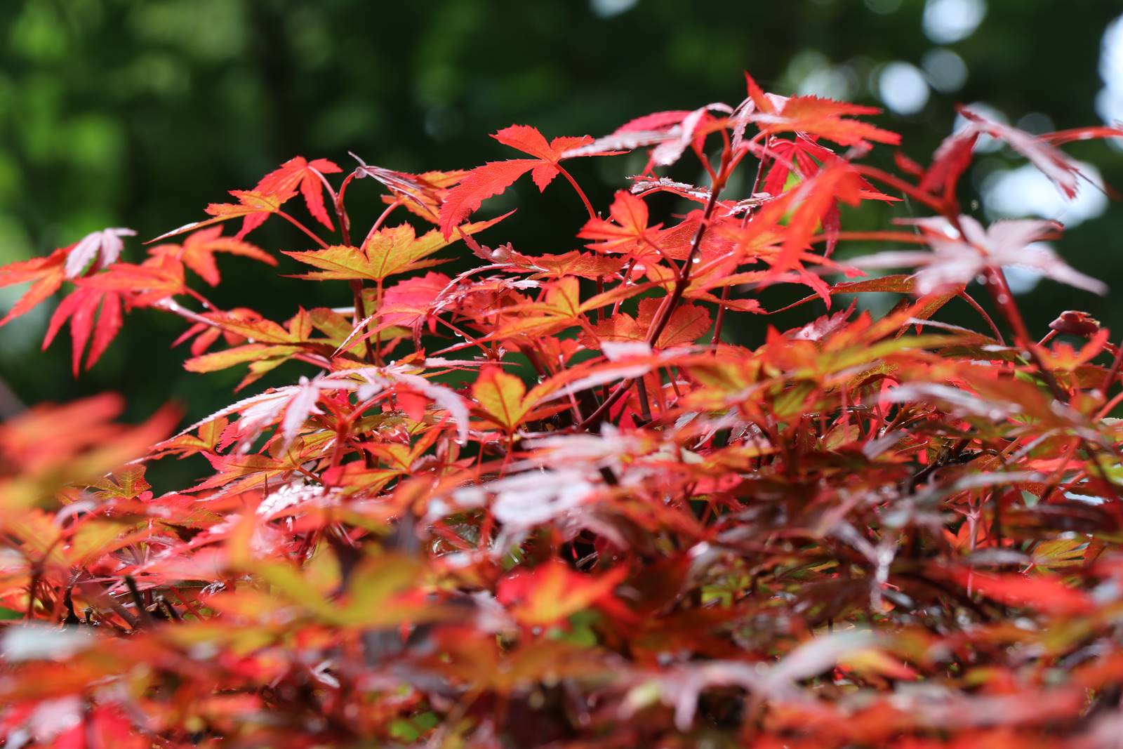 Jardin Petit Bordeaux (34)