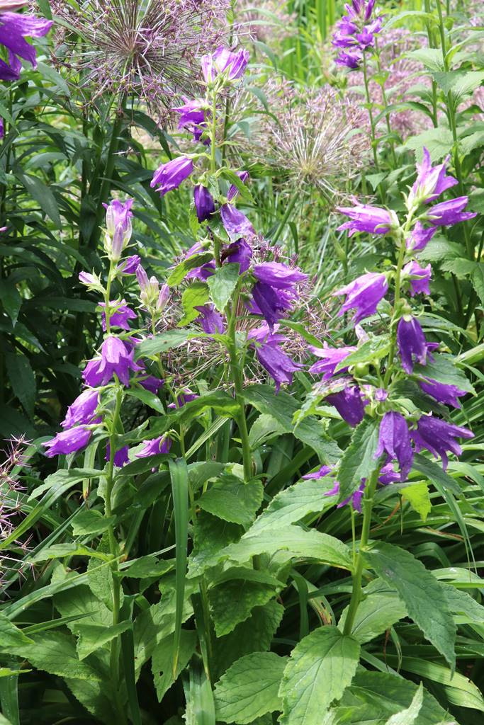 Jardin Petit Bordeaux (35)