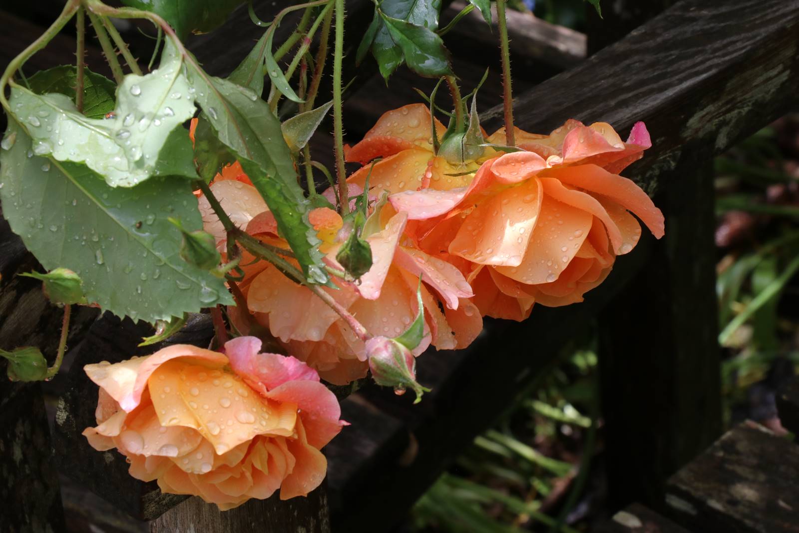 Jardin Petit Bordeaux (37)