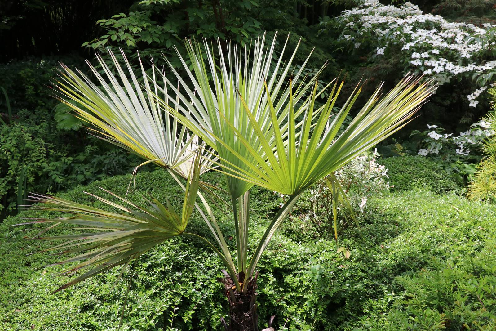 Jardin Petit Bordeaux (40)