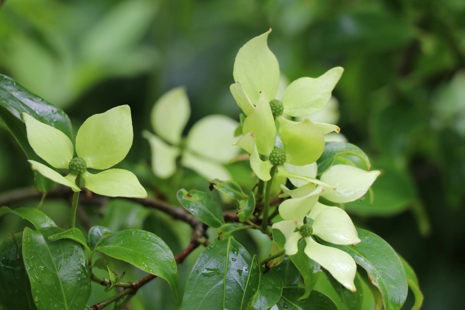 Jardin Petit Bordeaux (42)