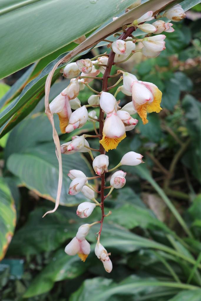 National Botanic Garden of Wales (17) National Botanic Garden of Wales (17)