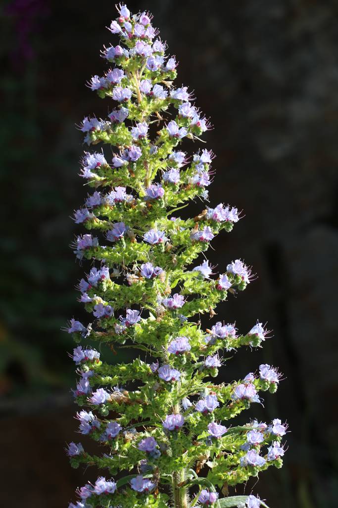 Portmeirion Wales (10) Portmeirion Wales (10)