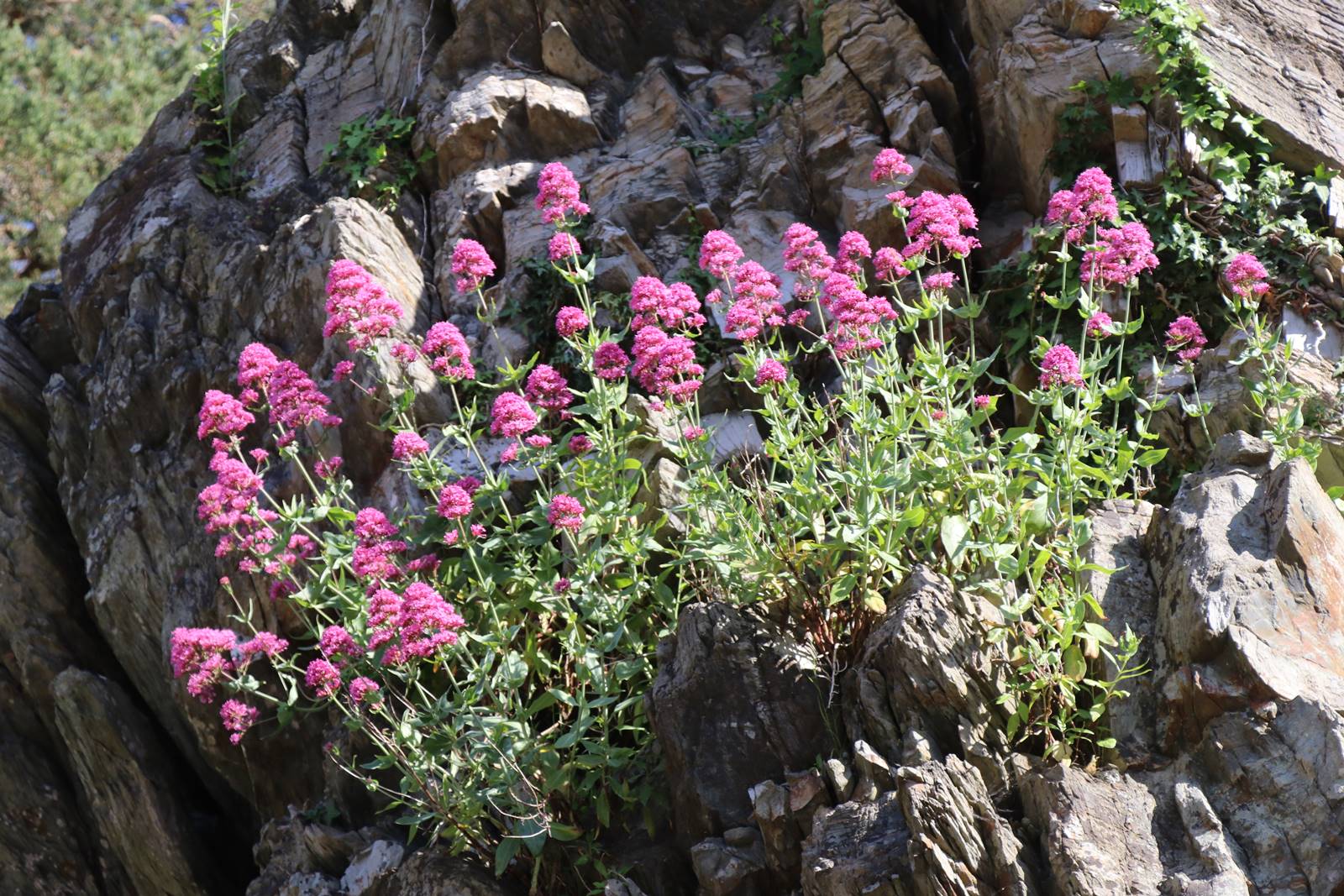 Portmeirion Wales (9) Portmeirion Wales (9)