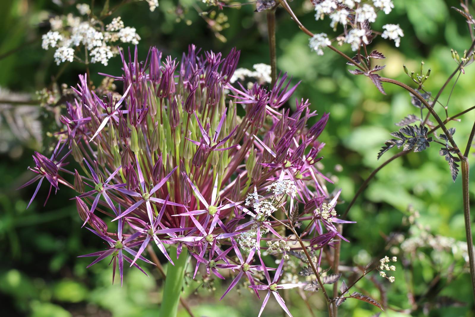 Aberglasney Wales (12)