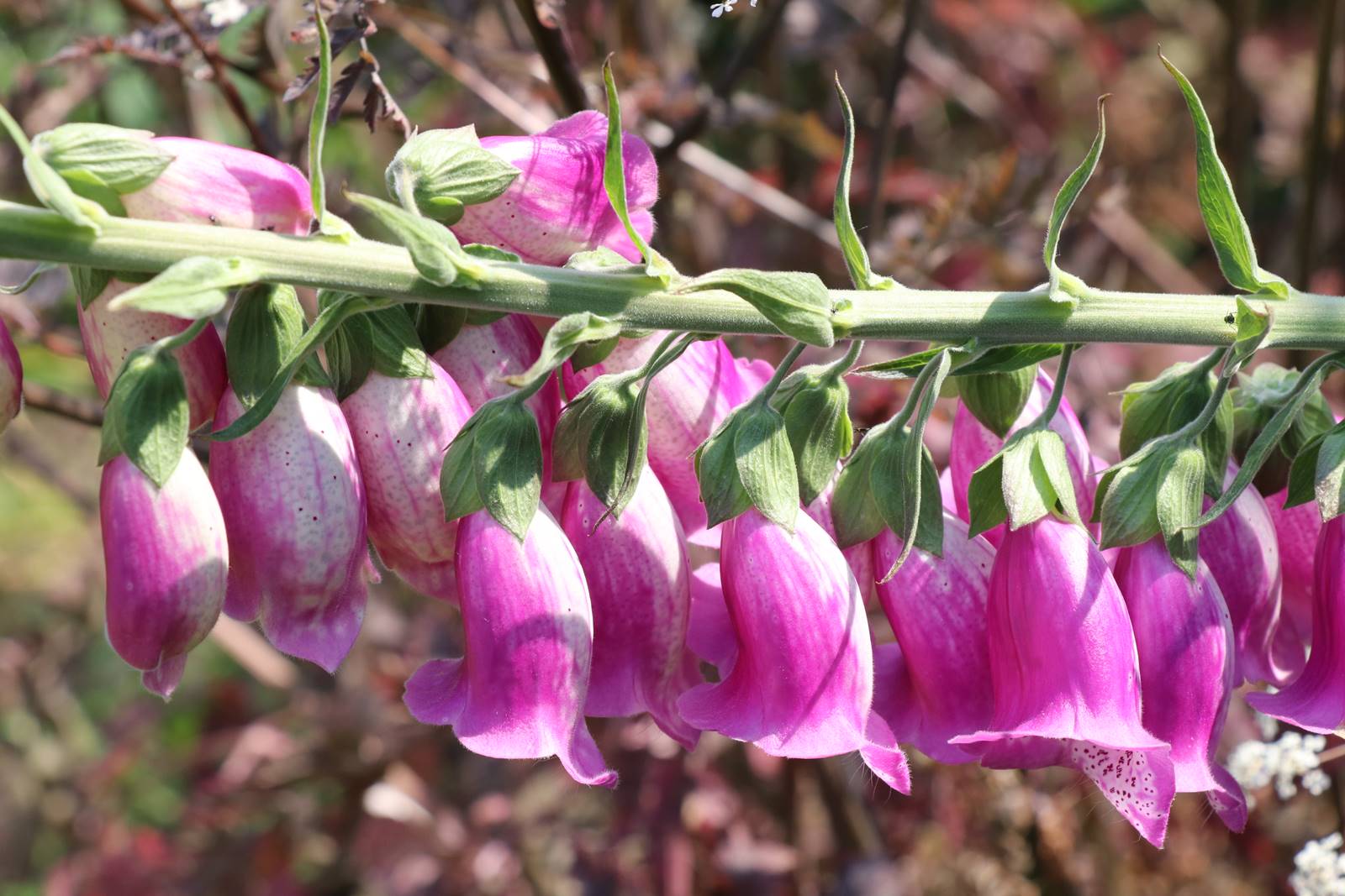 Aberglasney Wales (15)