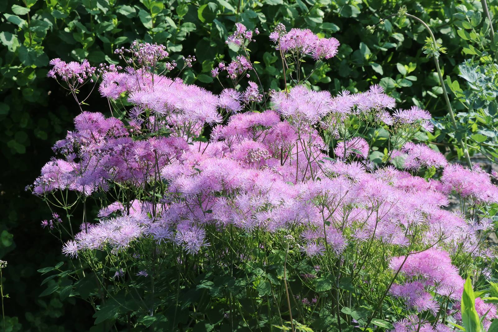 Aberglasney Wales (16)