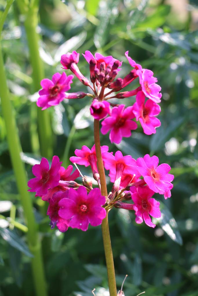 Aberglasney Wales (17)