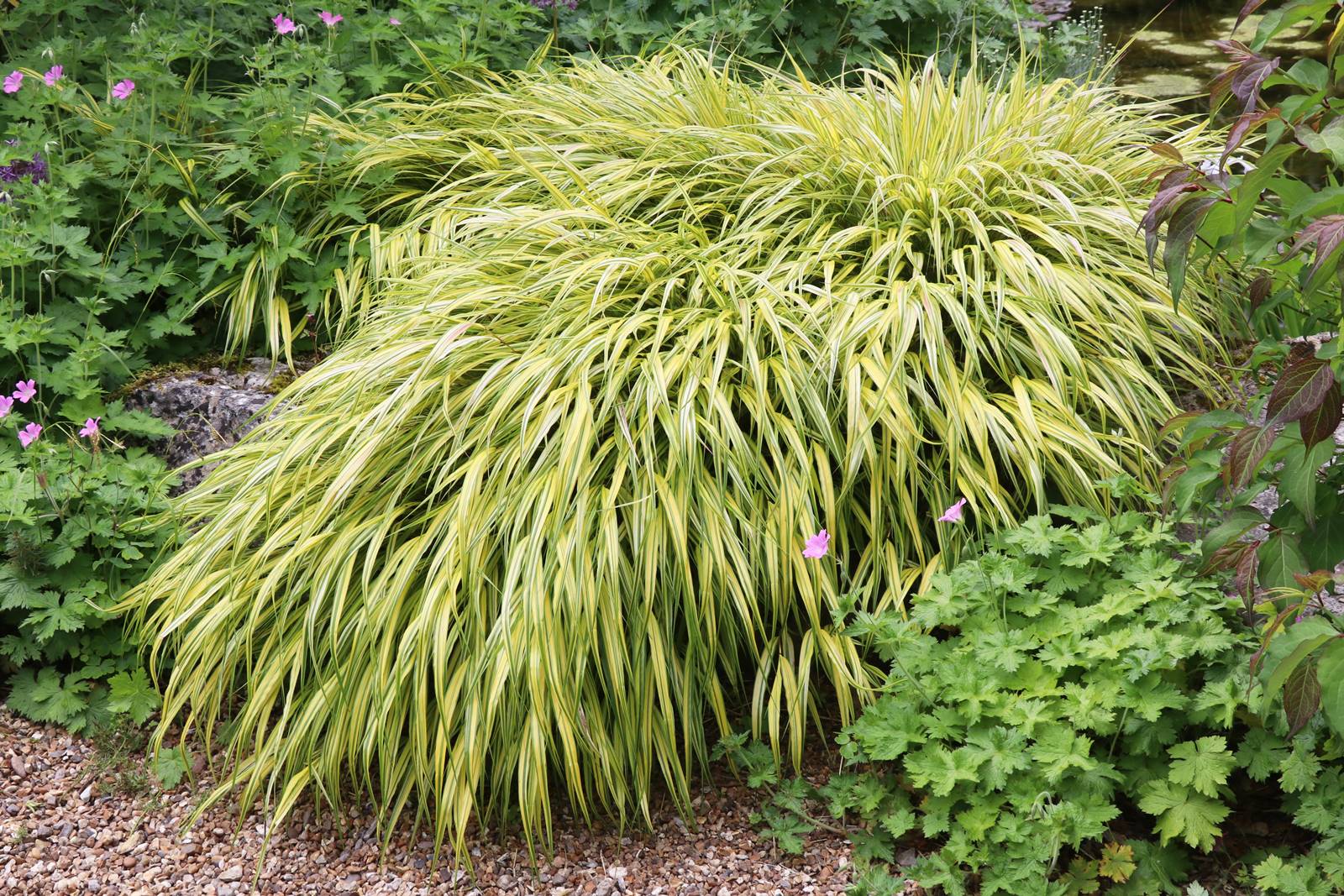 Dewstow Gardens Wales (14) Dewstow Gardens Wales (14)