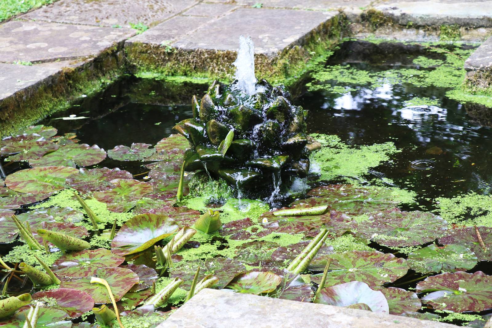 Dewstow Gardens Wales (21) Dewstow Gardens Wales (21)