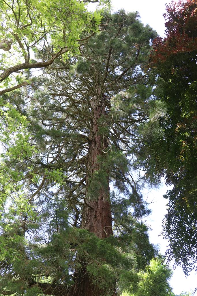 Dewstow Gardens Wales (25) Dewstow Gardens Wales (25)