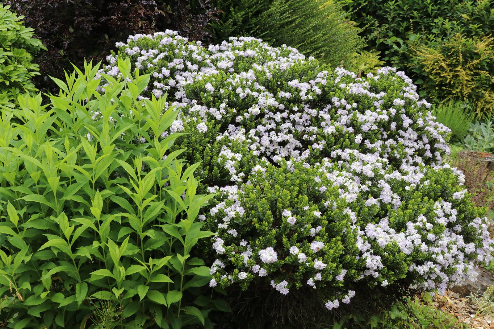 Dewstow Gardens Wales (9) Dewstow Gardens Wales (9)