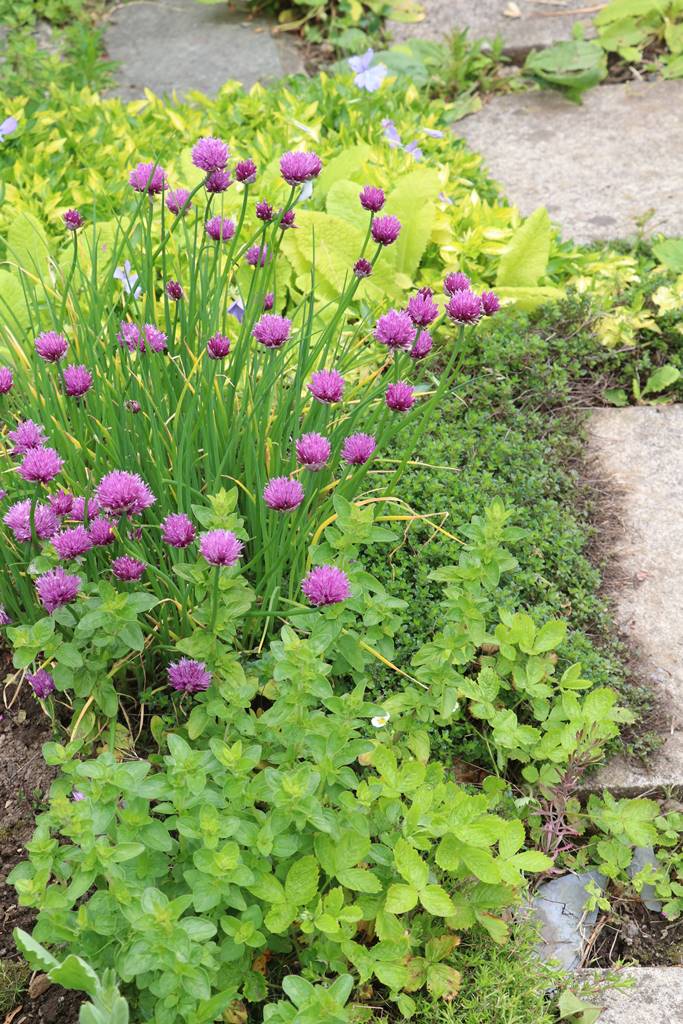 Dyffryn Fernant Wales (28)