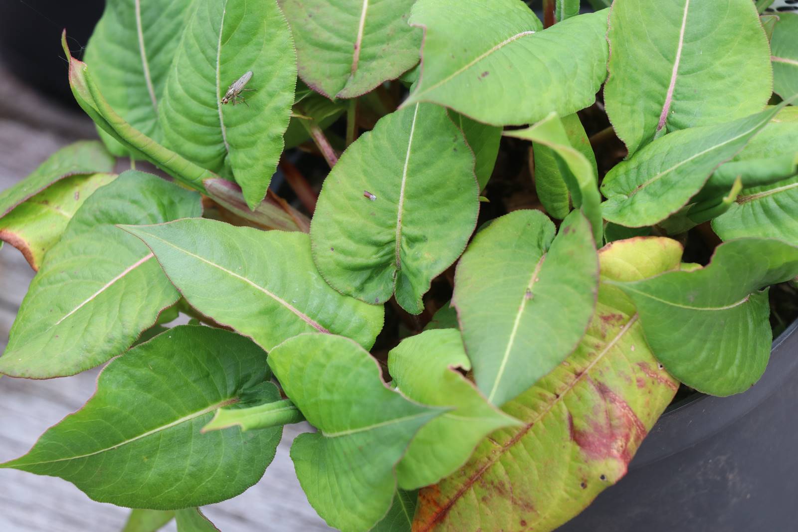 Dyffryn Fernant Wales (35)