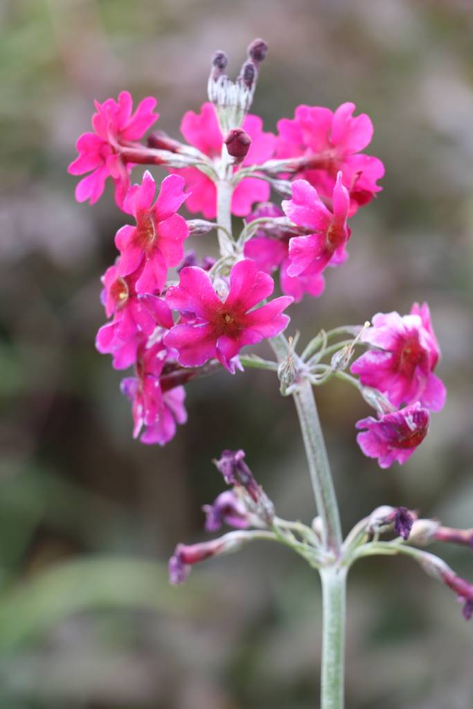 Dyffryn Fernant Wales (37)