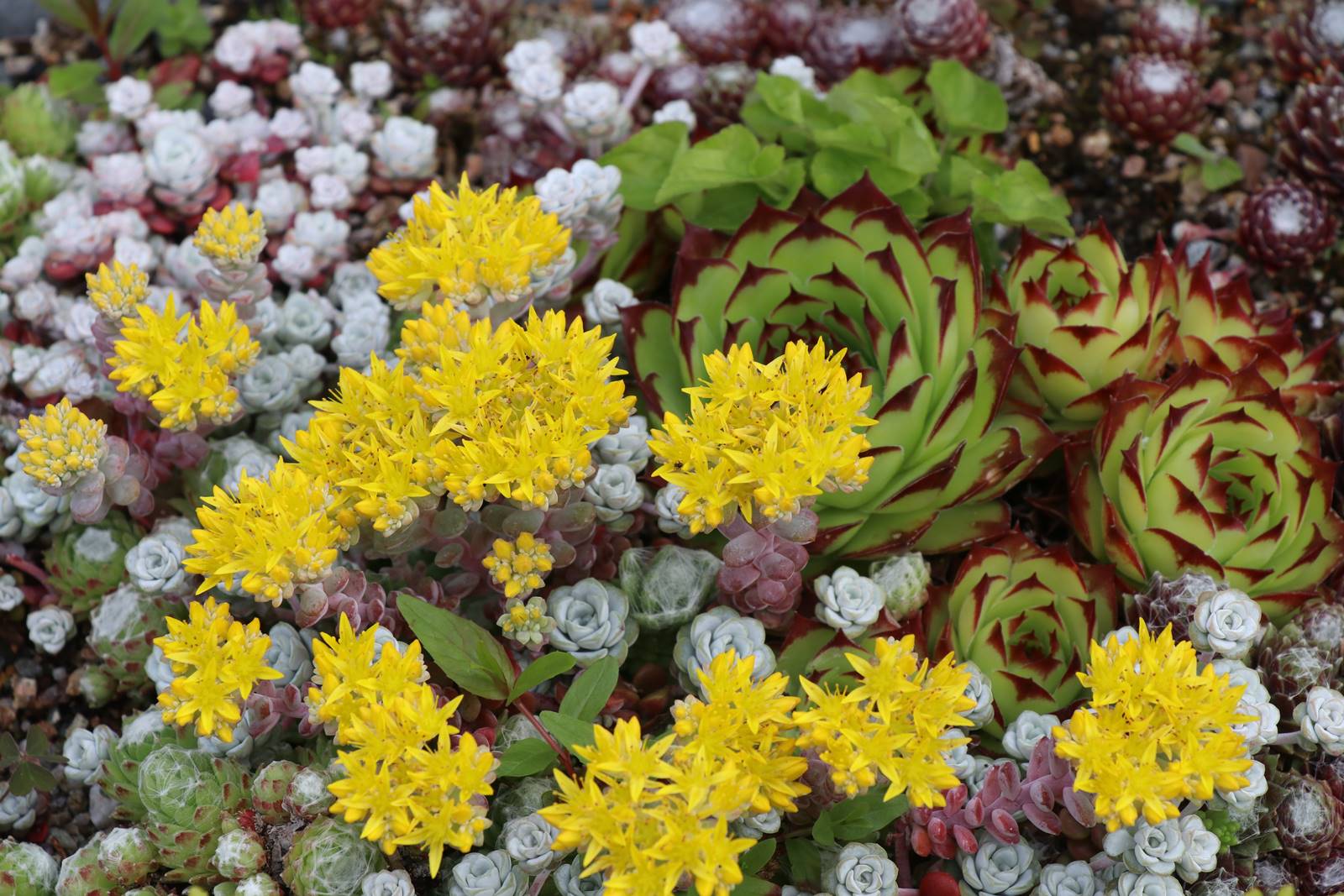 Dyffryn Fernant Wales (39)