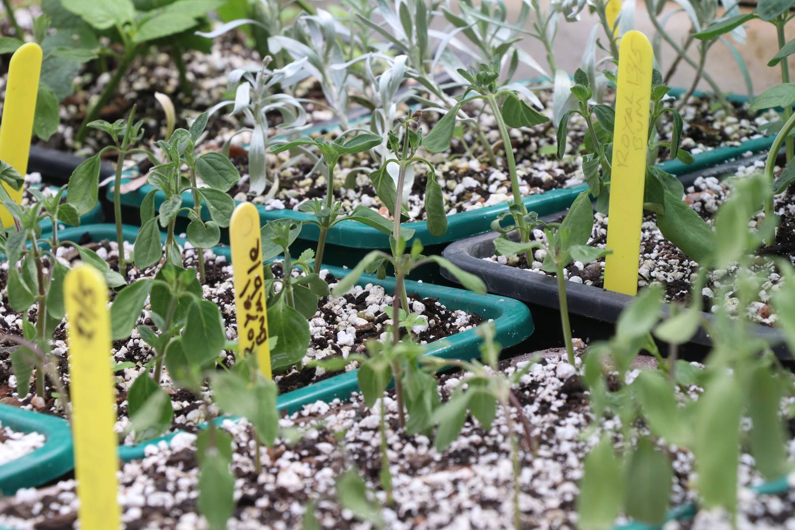 Dyffryn Fernant Wales (40)