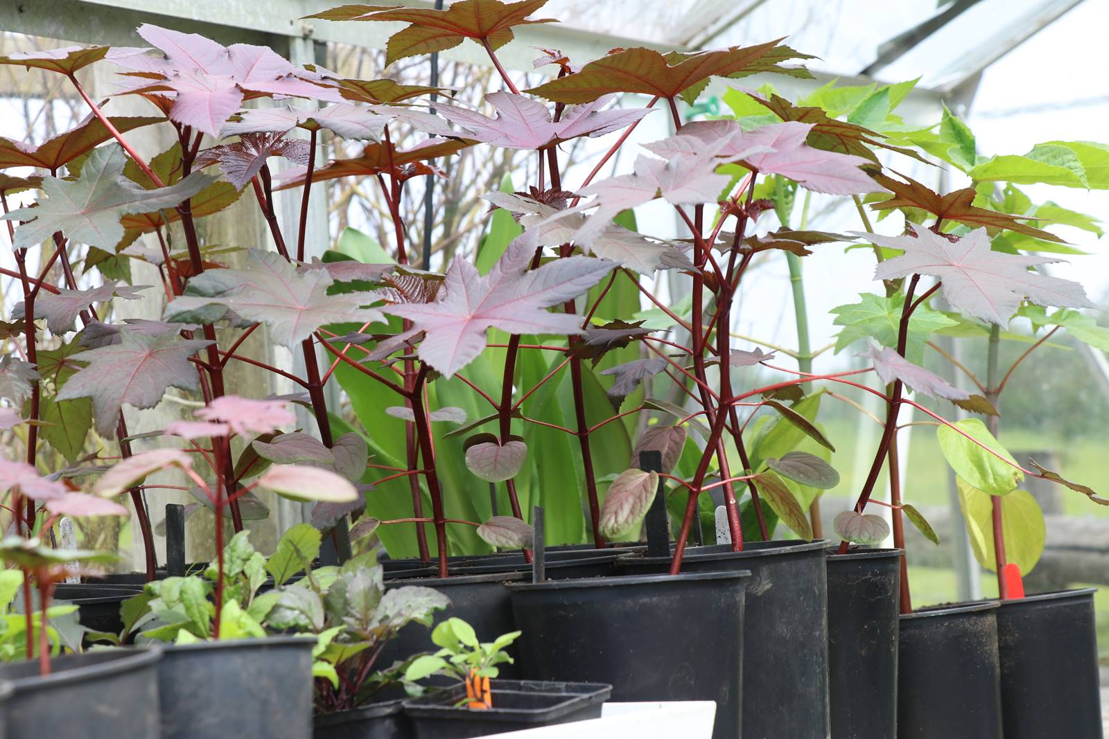 Dyffryn Fernant Wales (42)