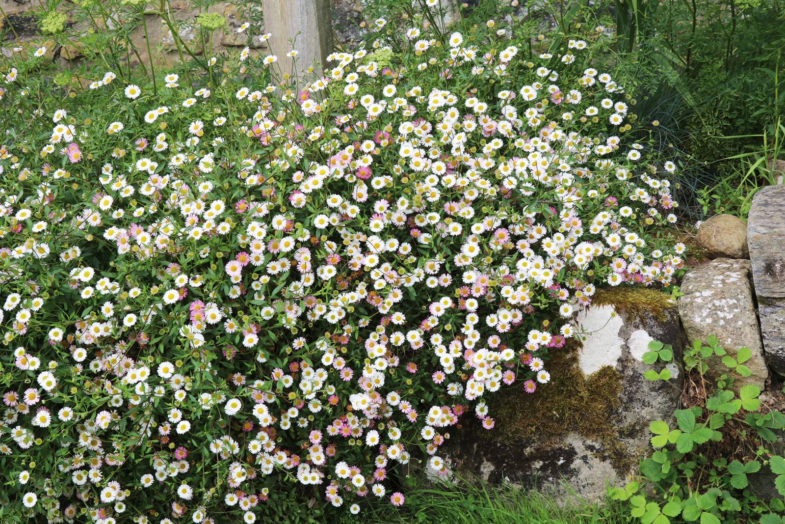 Dyffryn Fernant Wales (52)