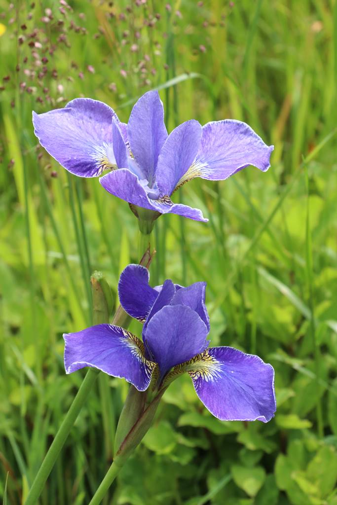 Dyffryn Fernant Wales (8)