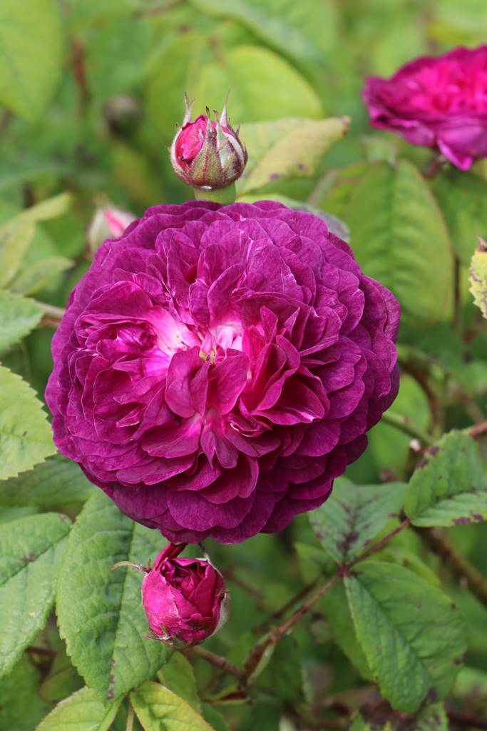 Dyffryn Gardens Wales (10) Dyffryn Gardens Wales (10)