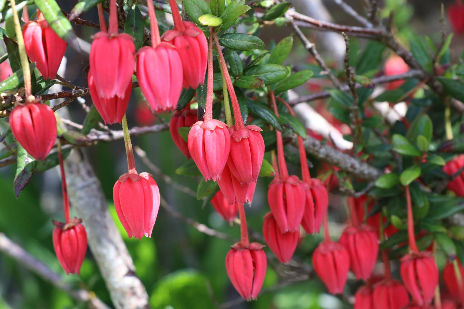 Dyffryn Gardens Wales (22) Dyffryn Gardens Wales (22)