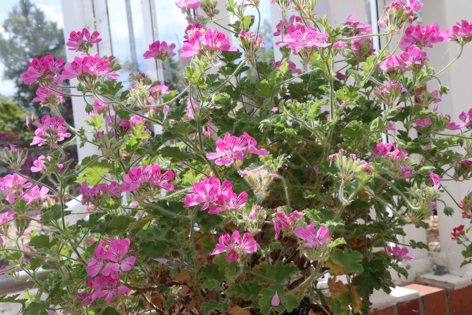 Dyffryn Gardens Wales (26) Dyffryn Gardens Wales (26)