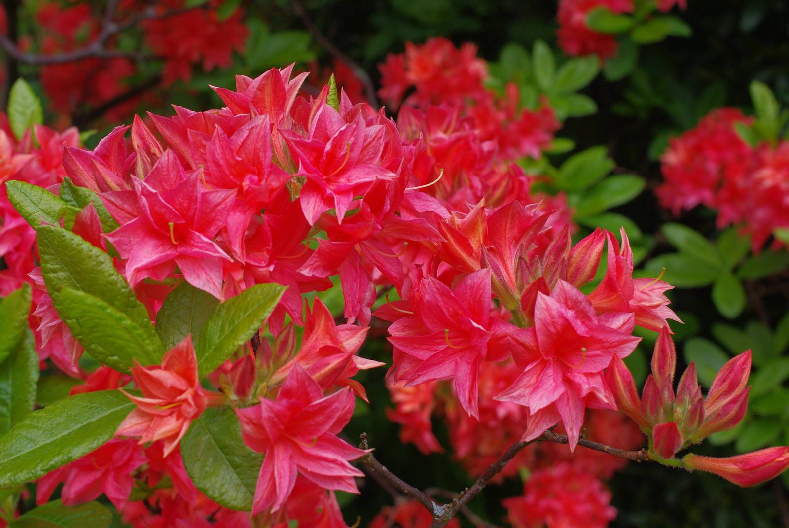 Penrhyn Castle Wales (36)