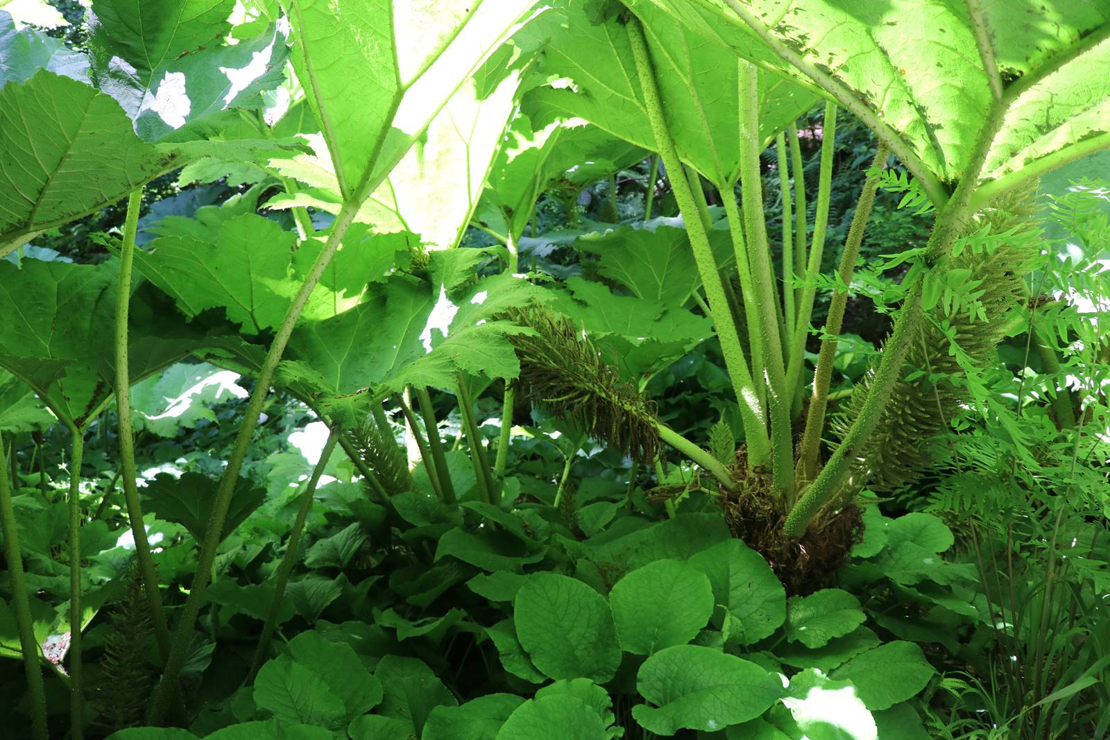 Plas Cadnant Hidden Gardens (18) Plas Cadnant Hidden Gardens (18)