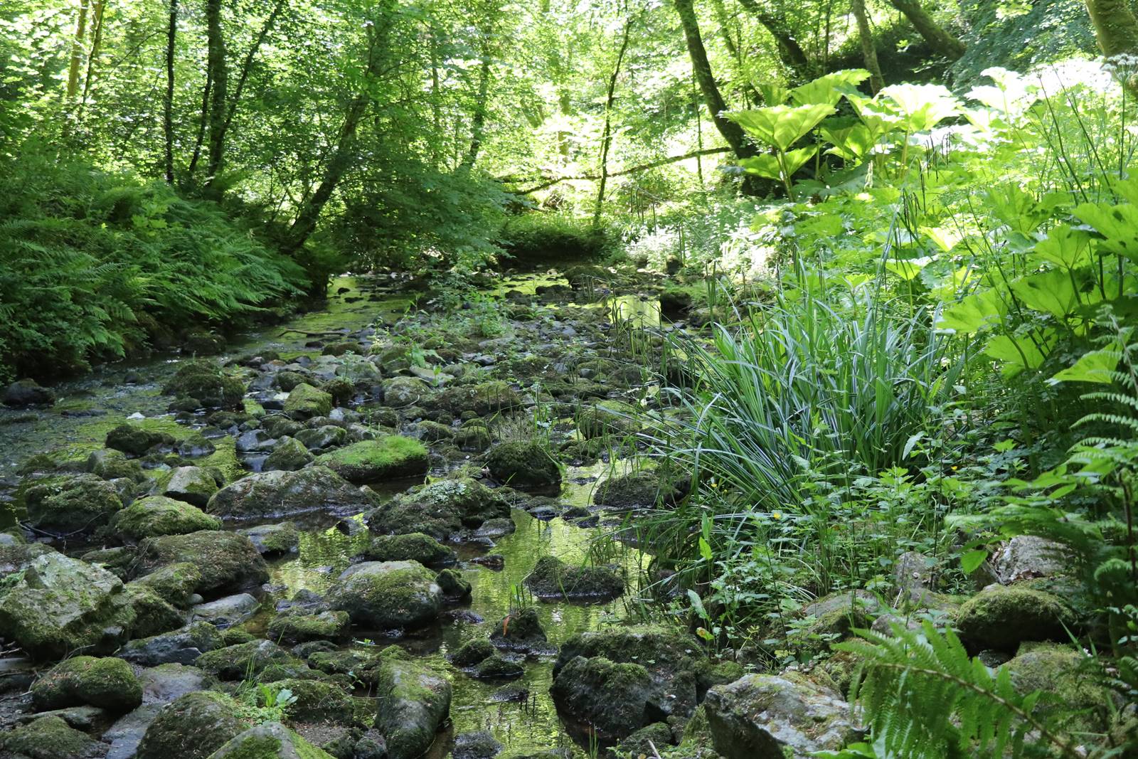 Plas Cadnant Hidden Gardens (20) Plas Cadnant Hidden Gardens (20)