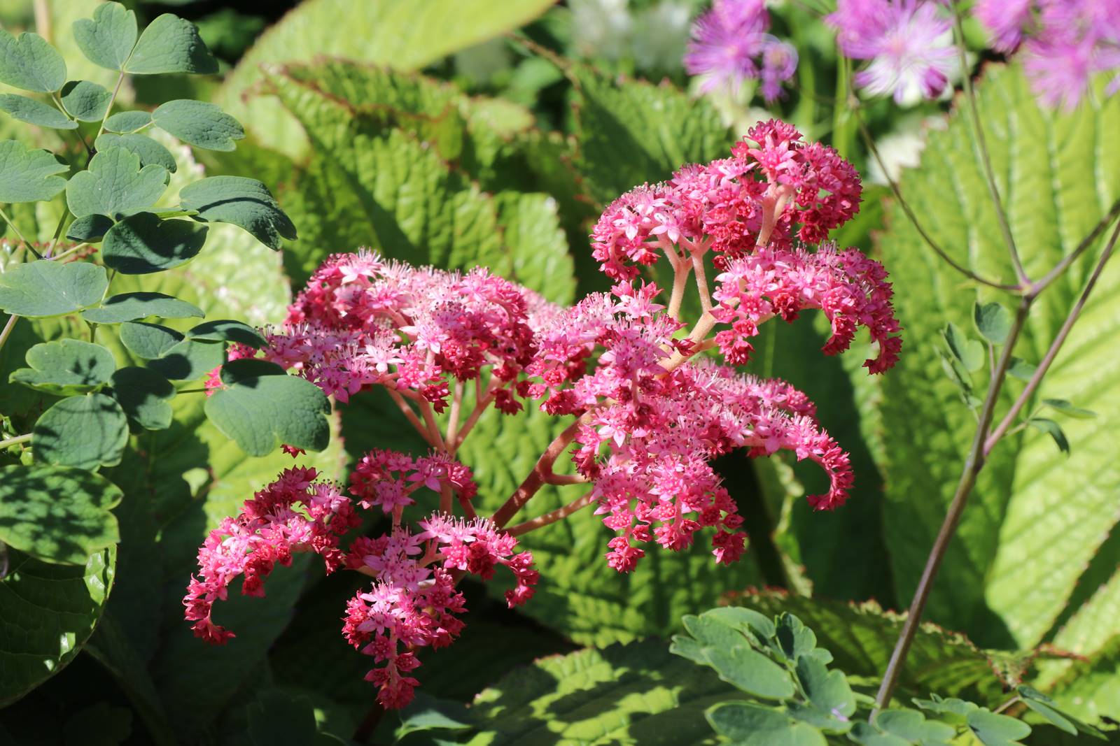 Plas Cadnant Hidden Gardens (7) Plas Cadnant Hidden Gardens (7)