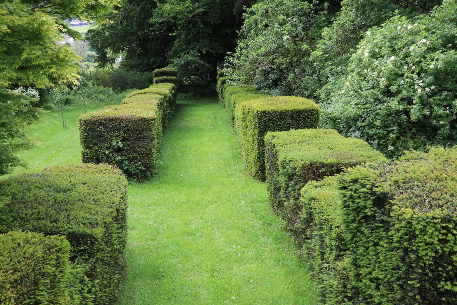Wyndcliffe Court Garden Wales (13)