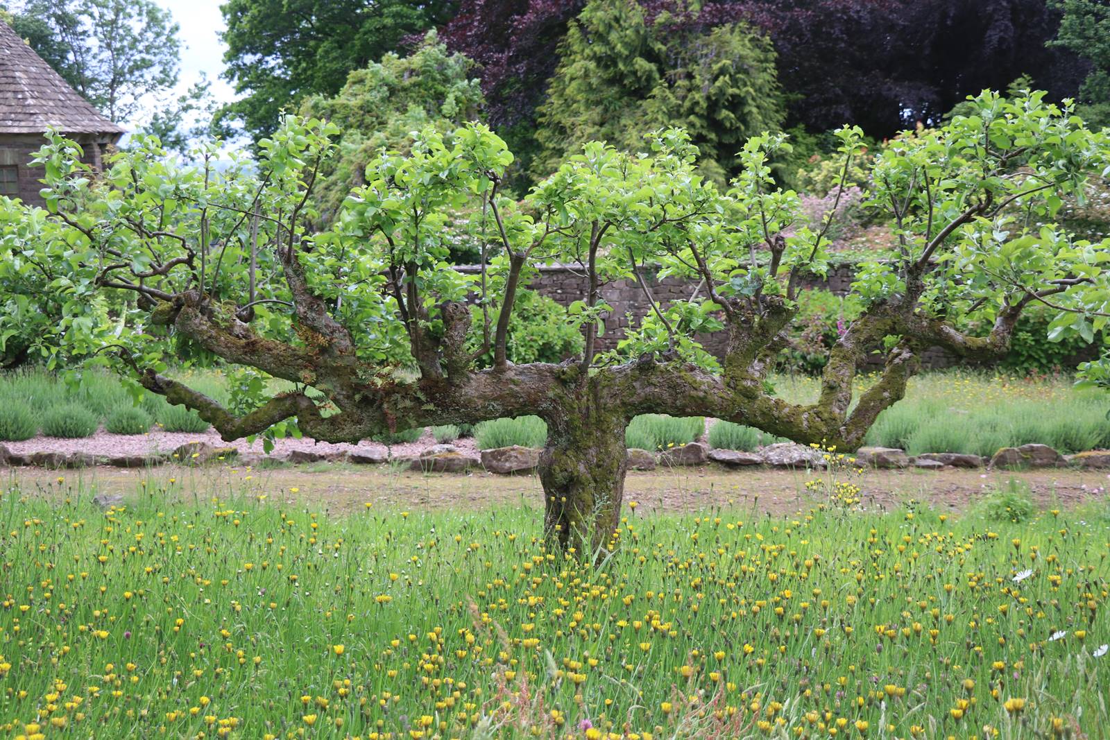 Wyndcliffe Court Garden Wales (14)