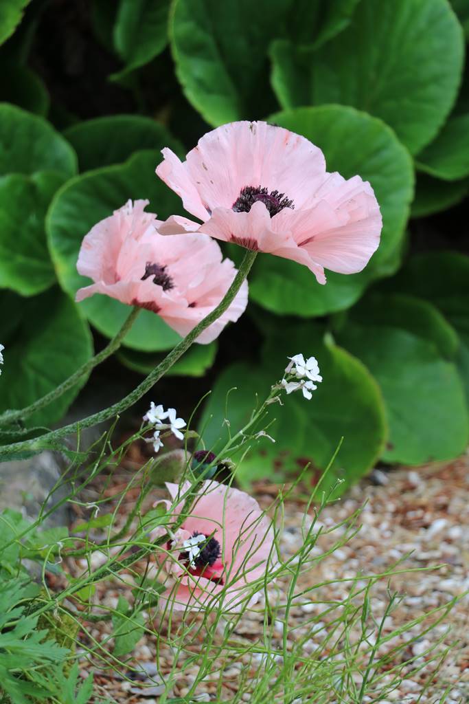 Wyndcliffe Court Garden Wales (20)