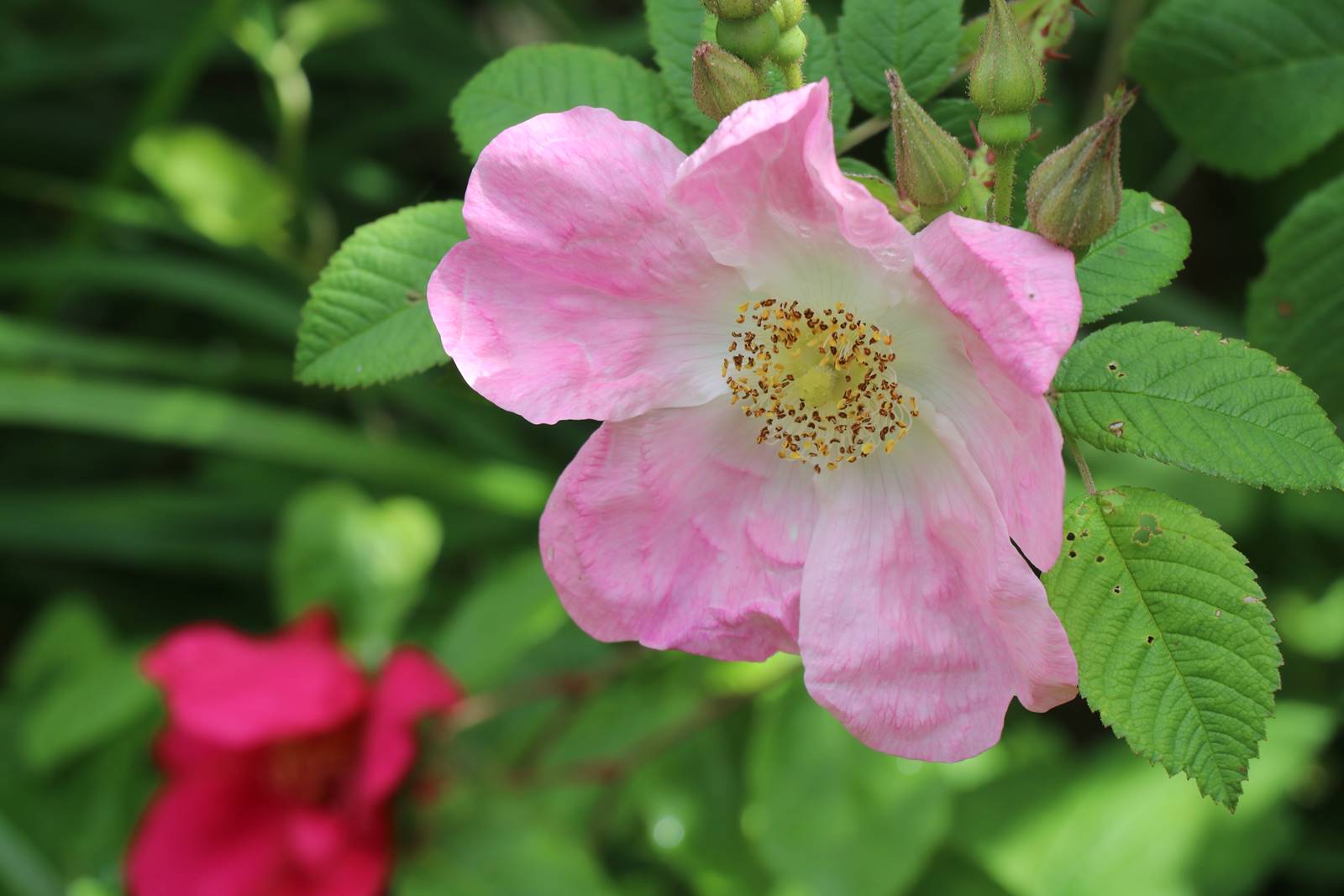 Wyndcliffe Court Garden Wales (29)