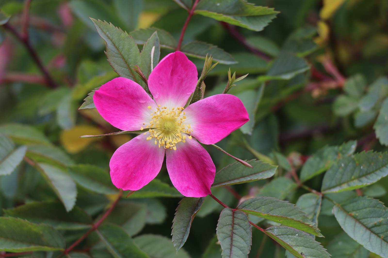 Wyndcliffe Court Garden Wales (32)